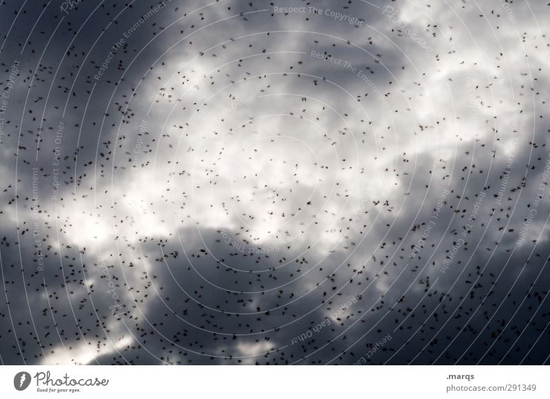 Plage Natur Himmel Gewitterwolken Klima Stechmücke Schwarm Zeichen fliegen außergewöhnlich dunkel gruselig viele chaotisch Altes Testament Panik Sorge Insekt