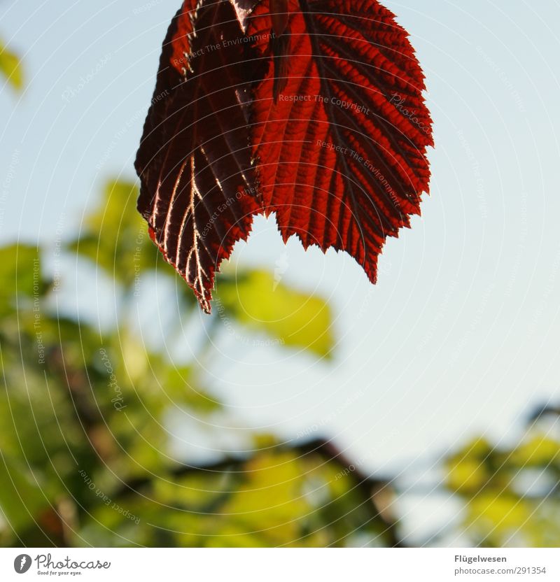 Die letzten Überlebenden... Umwelt Natur Landschaft Frühling Sommer Herbst Klima Klimawandel Wetter Pflanze Baum Blatt Blüte Grünpflanze Garten Park atmen eckig