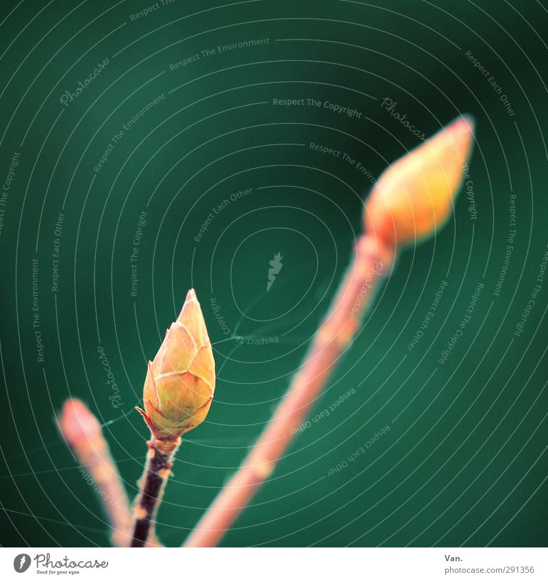 alles im grünen Bereich Natur Pflanze Grünpflanze Blattknospe Zweig Garten gelb Spinnennetz Farbfoto mehrfarbig Außenaufnahme Nahaufnahme Makroaufnahme