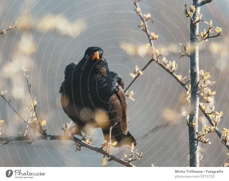 Von der Amsel beobachtet Natur Tier Sonnenlicht Schönes Wetter Baum Blatt Blüte Wildtier Vogel Tiergesicht Flügel Krallen Schnabel Auge Feder 1 beobachten