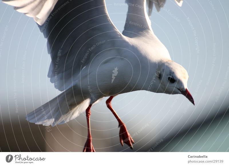 Landung Taube Vogel Feder Flügel