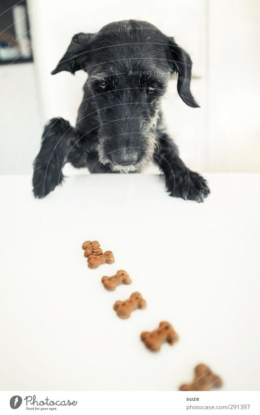 Oha ... es hat sich bewegt Tisch Tier Fell Haustier Hund Tiergesicht Pfote 1 außergewöhnlich Fröhlichkeit lustig niedlich schwarz weiß Appetit & Hunger Idee