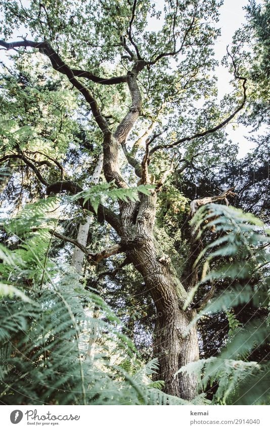 Eiche Leben harmonisch Wohlgefühl Sinnesorgane ruhig Abenteuer Natur Pflanze Sommer Schönes Wetter Baum Farn Wald Wachstum alt authentisch außergewöhnlich