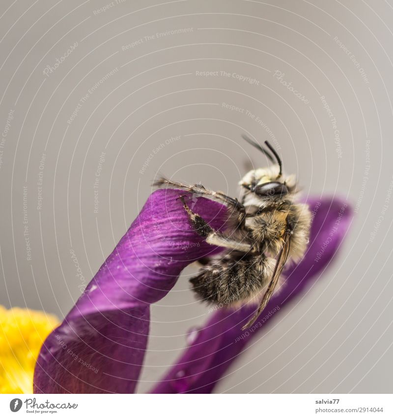 Wildbiene Umwelt Natur Frühling Pflanze Baum Blüte Kuhschelle Garten Tier Wildtier Biene Insekt wildbiene 1 niedlich weich gelb grau violett Duft Farbfoto