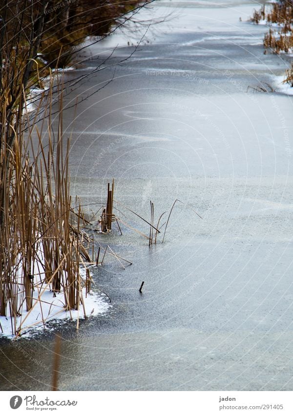 eiskalt. Eis Frost Schnee Wasser Wassergraben Fluss Bach Winter Schilfrohr Eisfläche frieren Landschaft Außenaufnahme