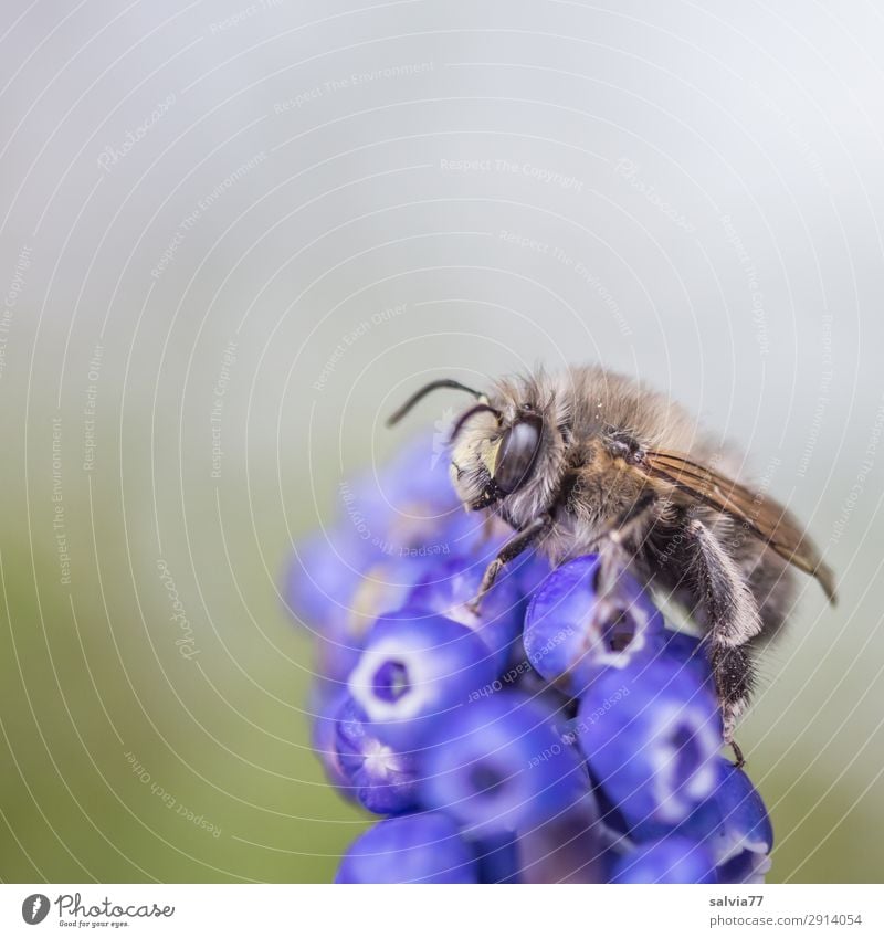 Wildbiene Umwelt Natur Frühling Pflanze Blume Blüte Traubenhyazinthe Frühblüher Tier Biene Tiergesicht Flügel Insekt 1 Blühend Duft Farbfoto Außenaufnahme