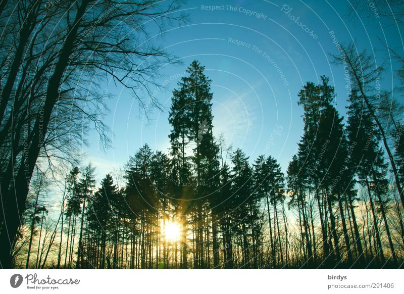 Winter Wald und Sonne Natur Himmel Sonnenlicht Schönes Wetter Baum leuchten Freundlichkeit Originalität Perspektive Mischwald Blauer Himmel Gegenlicht Nadelbaum