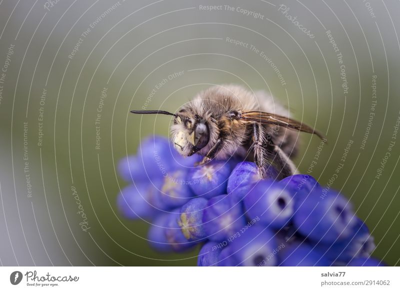 Lieblingsblume Umwelt Natur Pflanze Tier Frühling Blume Blüte Garten Biene Tiergesicht Insekt Wildbiene 1 krabbeln Liebe Duft niedlich blau Frühlingsgefühle