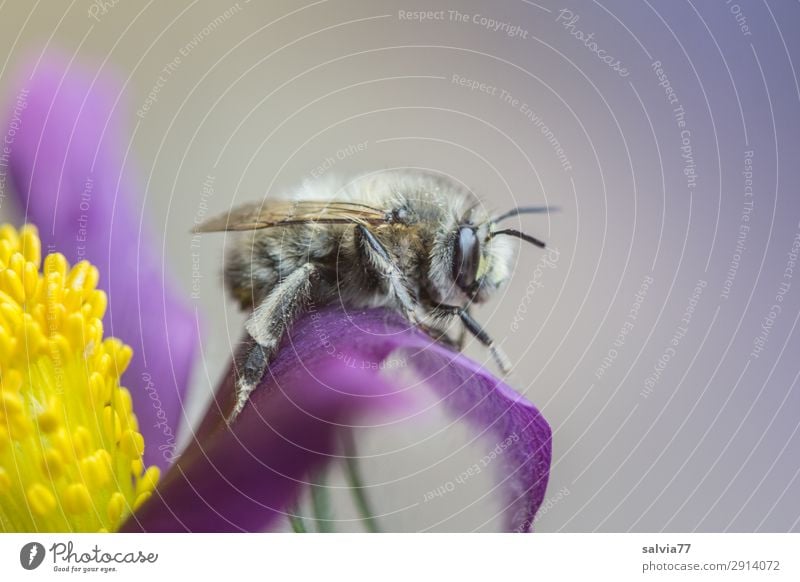 kleines Pause Umwelt Natur Frühling Pflanze Blume Blüte Wildpflanze Kuhschelle Garten Tier Wildtier Biene Insekt wildbiene 1 natürlich niedlich weich gelb grau