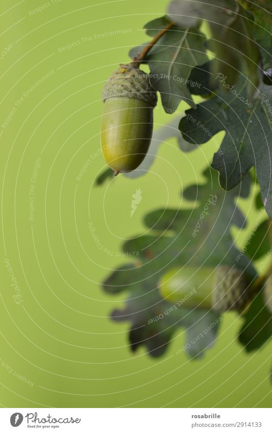 grüne Eicheln 6 Frucht Sommer Umwelt Natur Pflanze Herbst Baum Blatt Feld hängen Wachstum natürlich rund achtsam Eichenblatt Ast Zweig reif unreif Jahreszeiten