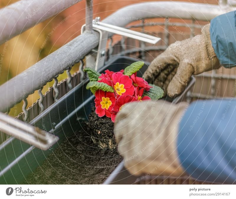 Balkonpflanze - Primel Lifestyle Freizeit & Hobby Jugendliche Erwachsene Leben Hand Umwelt Natur Erde Frühling Sommer Klimawandel Pflanze Grünpflanze