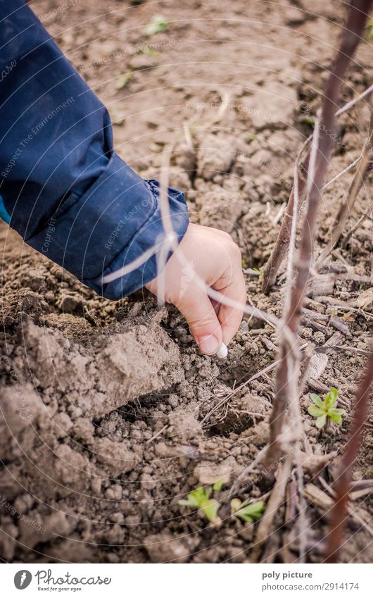 Kind steckt Bohnen-Samen in den Boden Lifestyle Freizeit & Hobby Kleinkind Junge Kindheit Jugendliche Leben 3-8 Jahre 8-13 Jahre Umwelt Natur Frühling Sommer