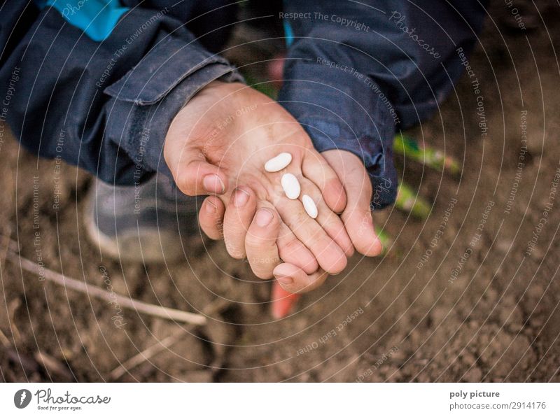 Kind hällt Bohnen-Samen in der Hand Lifestyle Freizeit & Hobby Spielen Junge Kindheit Jugendliche Leben Finger 1 Mensch 8-13 Jahre Umwelt Natur Frühling