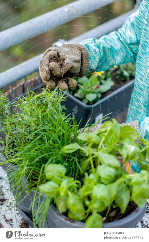 Balkon Pflanzen werden gepflanzt Lifestyle Gesunde Ernährung harmonisch Freizeit & Hobby Jugendliche Senior Leben Hand Umwelt Natur Frühling Sommer Klimawandel