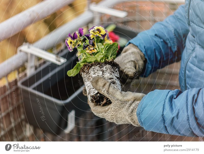 Frühling auf dem Balkon - pflanzen einer Stiefmütterchen Lifestyle Freizeit & Hobby Erwachsene Leben Hand 1 Mensch Umwelt Natur Pflanze Sommer Klimawandel