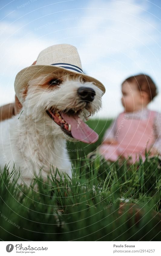 Hund mit Hut Lifestyle Tourismus Abenteuer Umwelt Natur Frühling Schönes Wetter Feld Tier Haustier 1 genießen Liebe liegen Ferien & Urlaub & Reisen wandern