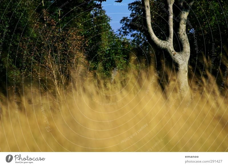 double U tree Umwelt Natur Landschaft Pflanze Sommer Klima Wetter Baum Gras Park Wiese Wald Urwald Wachstum natürlich gelb grün Buchstaben gekrümmt Astgabel