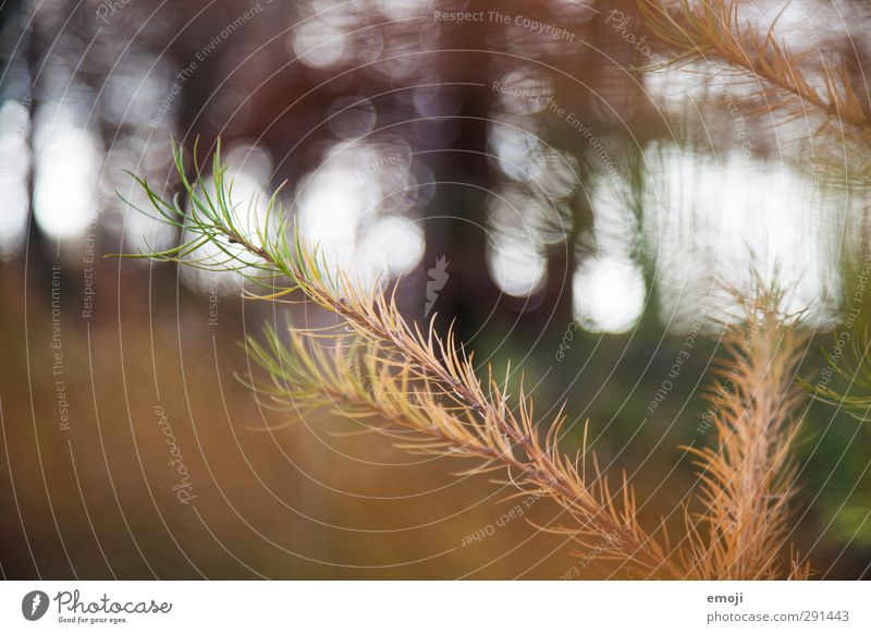 Tanne Umwelt Natur Pflanze Baum Sträucher Grünpflanze Wald natürlich braun Farbfoto Außenaufnahme Nahaufnahme Detailaufnahme Makroaufnahme Menschenleer Tag