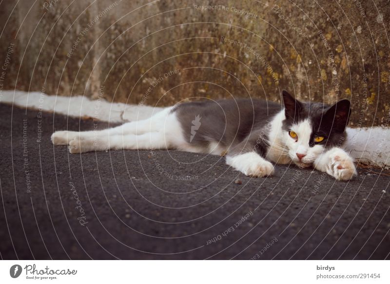 Straßenkatze ruht sich an einer Mauer aus Wand Katze 1 Tier Erholung liegen authentisch Gelassenheit Langeweile Zufriedenheit Farbfoto Gedeckte Farben