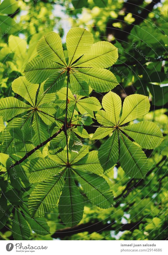 grüne Baumblätter im Frühjahr Ast Blatt Natur abstrakt Konsistenz Außenaufnahme Hintergrund neutral Beautyfotografie zerbrechlich frisch Frühling Herbst Winter