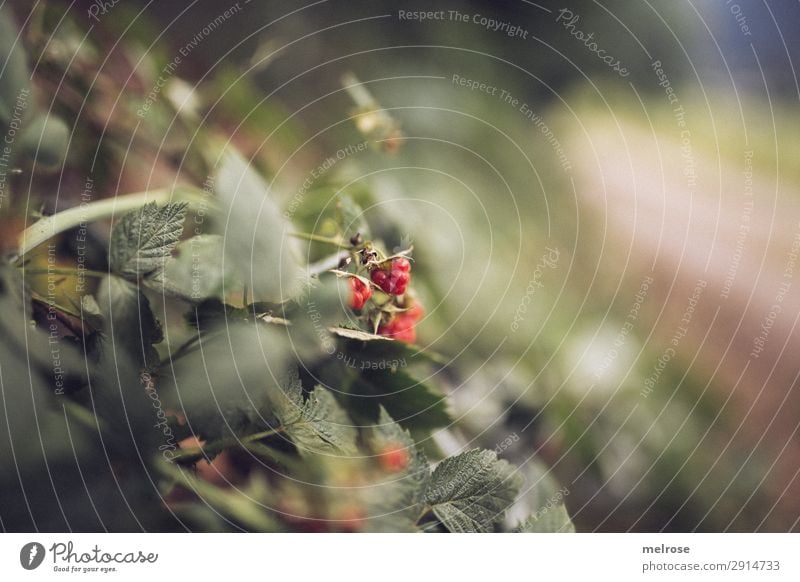 rote Beeren am Wegrand Lifestyle Ausflug wandern Natur Landschaft Frühling Pflanze Baum Sträucher Blatt Blüte Grünpflanze Wald Farbfleck Eyecatcher Wege & Pfade