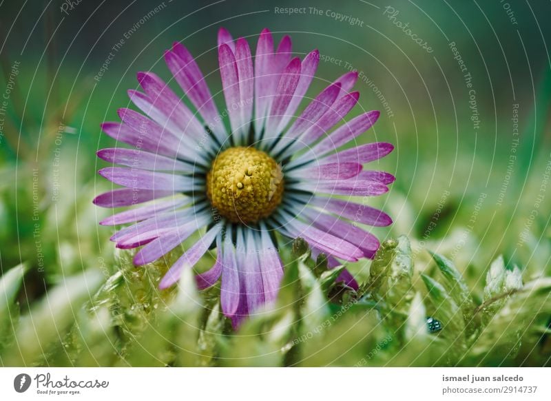 Gänseblümchenpflanze im Frühjahr Korbblütengewächs Blume weiß Blütenblatt Pflanze Garten geblümt Natur Dekoration & Verzierung Romantik Beautyfotografie