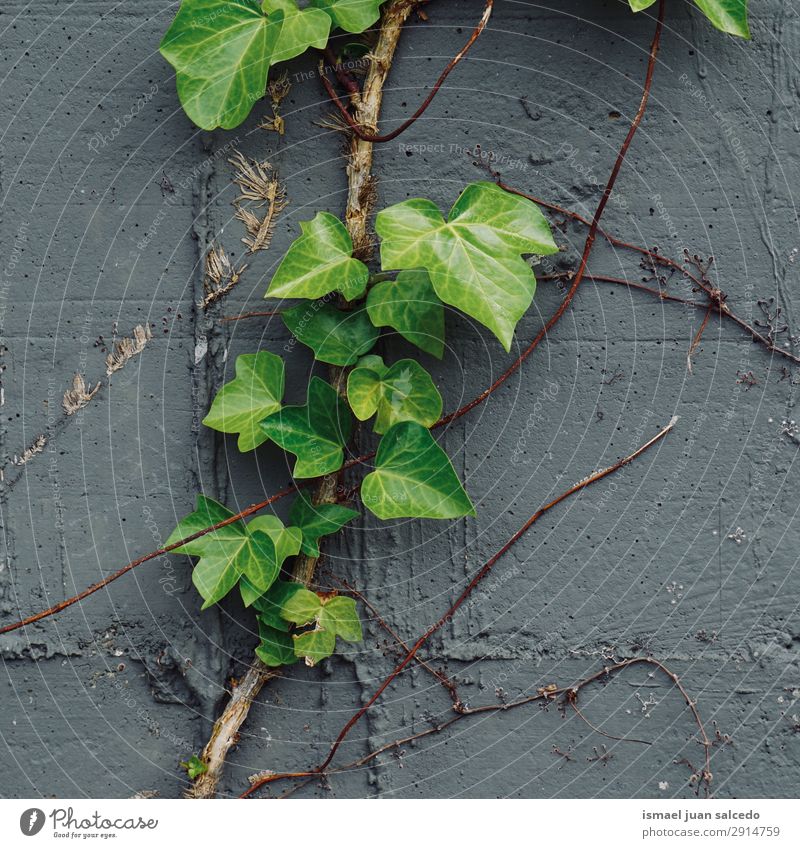 grüne Pflanzenblätter an der Wand Blatt Garten geblümt Natur Dekoration & Verzierung abstrakt Konsistenz frisch Außenaufnahme Hintergrund neutral