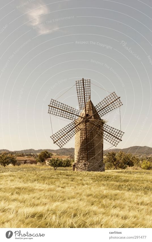 Noch 10 Wochen bis zur Sommerzeit Landschaft Pflanze Himmel Horizont Schönes Wetter Feld Bauwerk Fassade alt Windmühle Windmühlenflügel Getreidefeld 6 Gitter