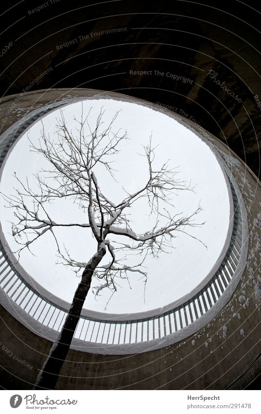 Lochbaum Himmel Winter schlechtes Wetter Schnee Schneefall Baum Gebäude Architektur grau schwarz weiß Aussparung kreisrund Brückengeländer Schneedecke Beton