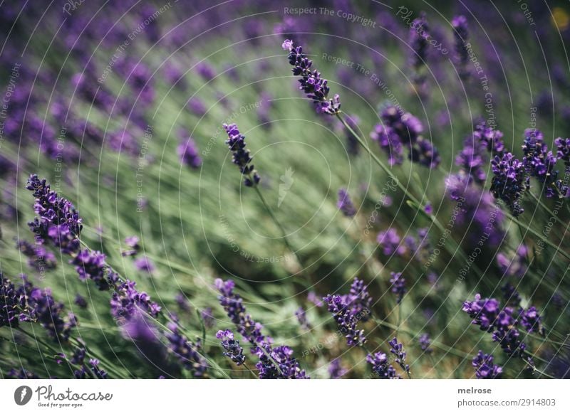 L A V E N D E L Blüten III Lebensmittel Kräuter & Gewürze Lifestyle Stil Natur Sonnenlicht Sommer Pflanze Sträucher Lavendelfeld Park Duft Perspektive Blühend