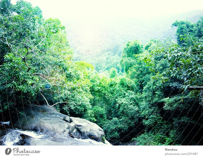 Into the Jungle Natur Landschaft Urwald Felsen Schlucht hell Panorama (Aussicht) Wasserfall grün Nebel Farbfoto Außenaufnahme Menschenleer Textfreiraum oben