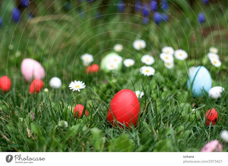 Osterjagd - rotes Ei im Gras Design schön Jagd Dekoration & Verzierung Feste & Feiern Ostern Menschengruppe Kultur Natur Landschaft Pflanze Himmel Blume Wiese