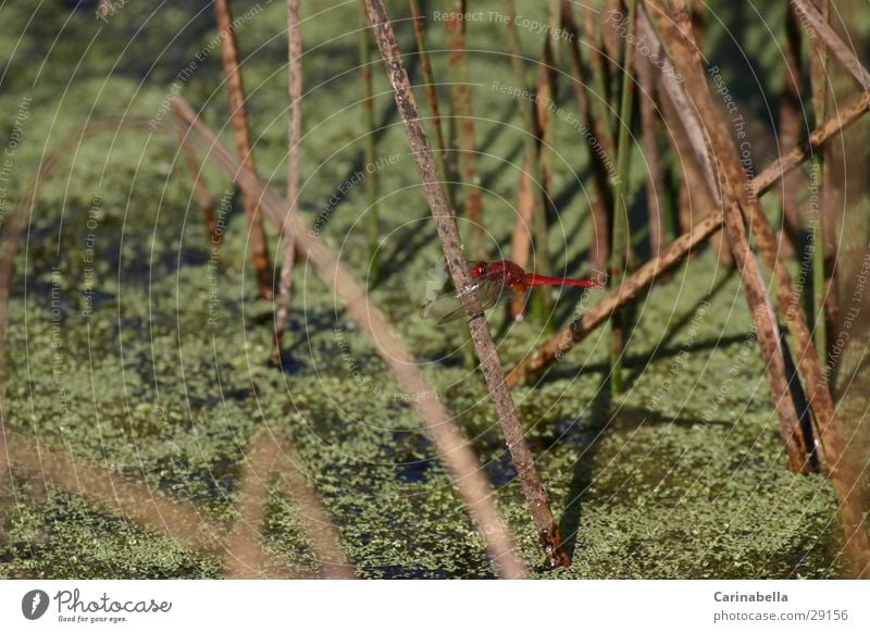 Red One Libelle Sumpf Insekt rot Wasser