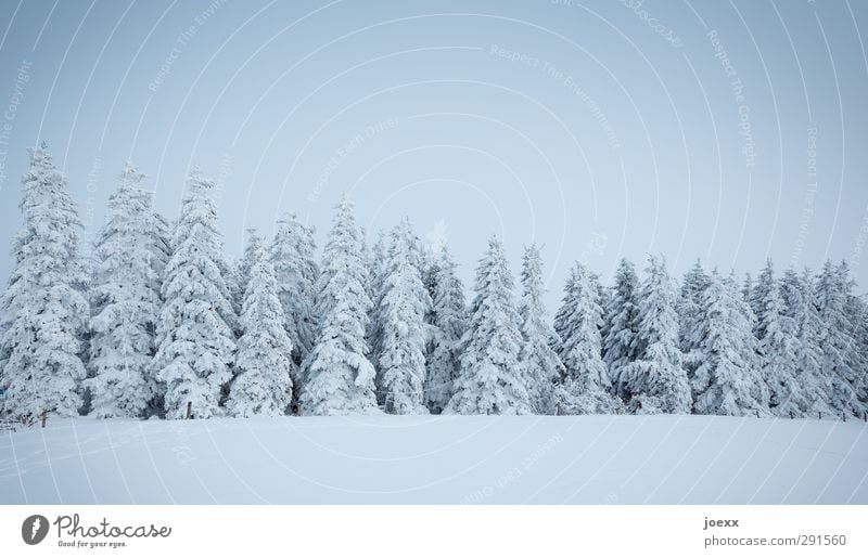 Orgelpfeifen Natur Himmel Winter Eis Frost Schnee Baum Wald kalt trist blau schwarz weiß Idylle Nadelwald Tanne Farbfoto Gedeckte Farben Außenaufnahme