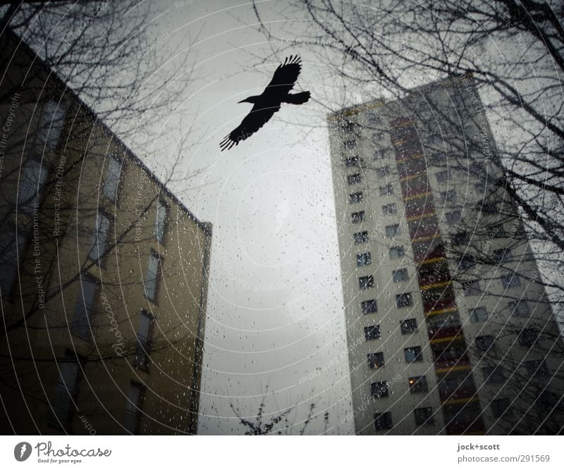 Warnvogel auf Mattscheibe umgeben von Plattenbauten Wassertropfen Himmel Winter Marzahn Wohnhochhaus Greifvogel 1 fliegen oben Stimmung kalt