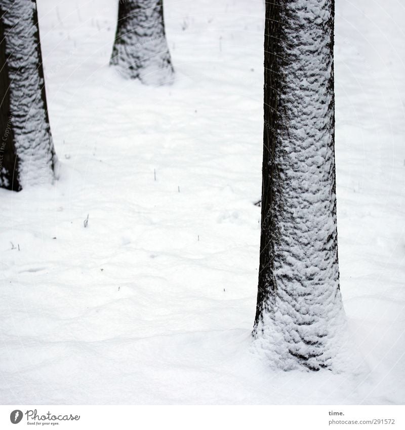 Toughe Typen Winter Schnee Baum Wald kalt Wandel & Veränderung Zusammenhalt verweht Schwarzweißfoto Außenaufnahme Detailaufnahme Muster Strukturen & Formen