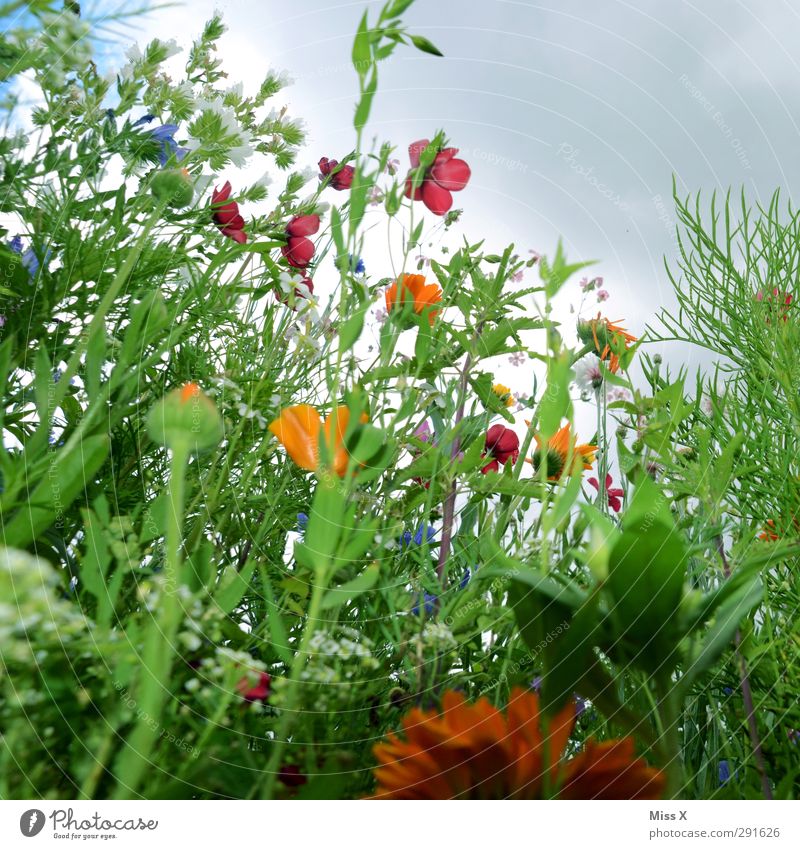 Wir brauchen mehr Sommer Natur Frühling Pflanze Blume Gras Blatt Blüte Garten Wiese Blühend Duft mehrfarbig Blumenwiese Wiesenblume Sommerblumen Winde