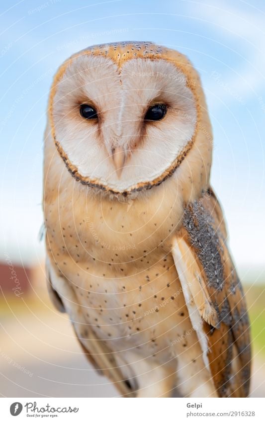 Porträt der weißen Eule schön Gesicht Natur Tier Wildtier Vogel Herz beobachten natürlich wild Waldohreule Tierwelt Raubtier Raptor alba Scheune gehockt Tyto