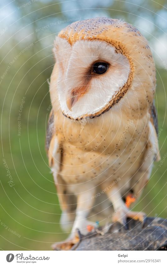 Porträt der weißen Eule schön Gesicht Natur Tier Wildtier Vogel Herz beobachten natürlich wild Waldohreule Tierwelt Raubtier Raptor alba Scheune gehockt Tyto