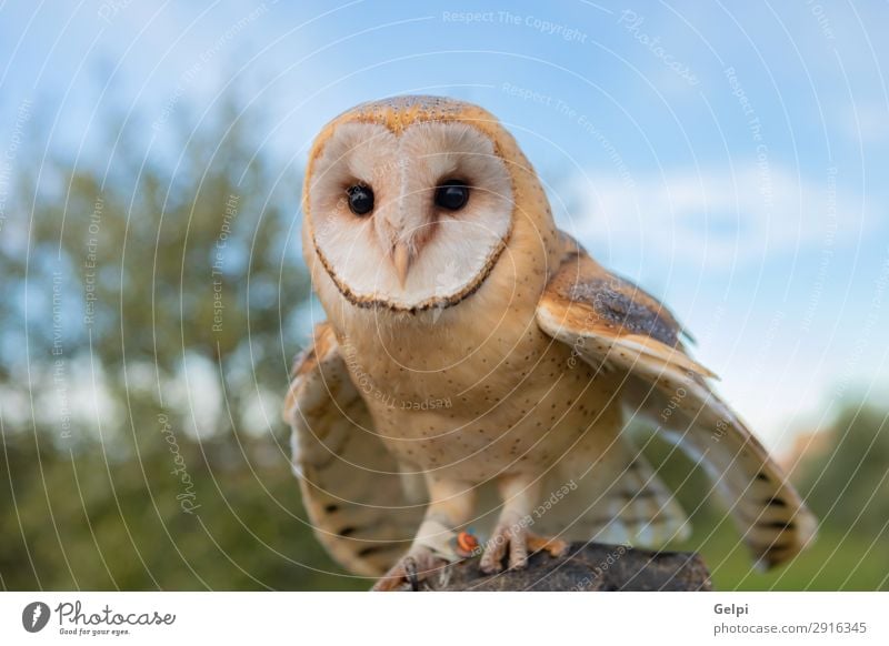 Porträt der weißen Eule schön Gesicht Natur Tier Wildtier Vogel Herz beobachten natürlich wild Waldohreule Tierwelt Raubtier Raptor alba Scheune gehockt Tyto