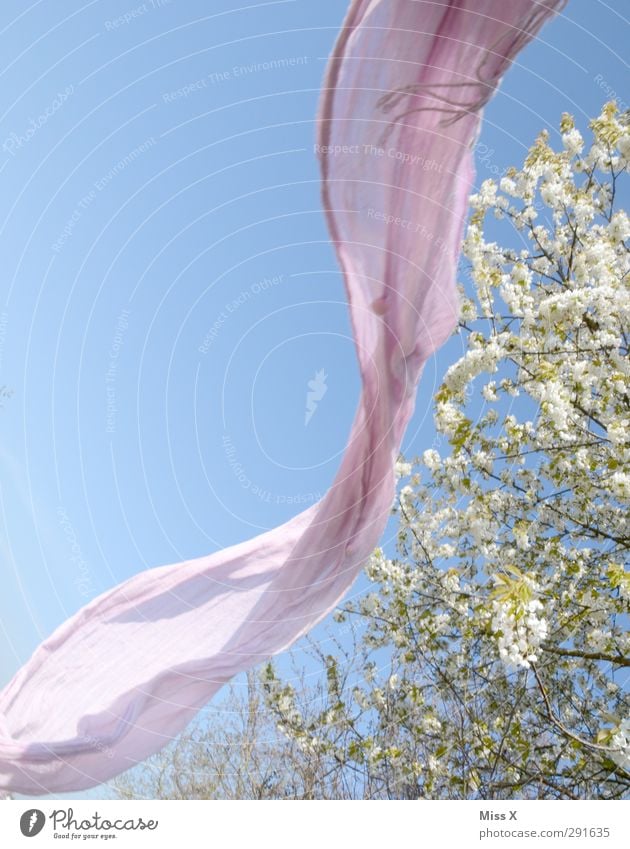 Frühling Natur Himmel Baum Blüte Kopftuch Blühend Duft fliegen rosa weiß Kirschblüten Tuch Frühlingstag Farbfoto mehrfarbig Außenaufnahme Menschenleer