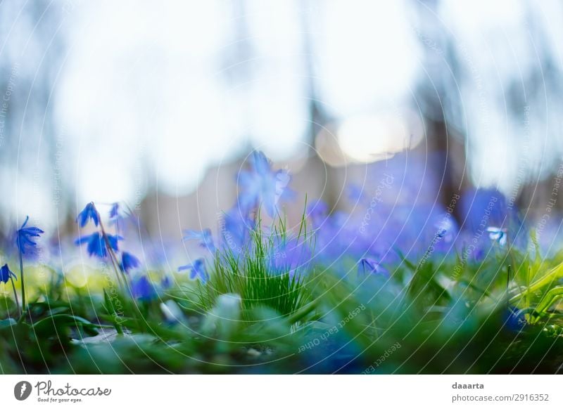 blaue Feder 2 Stil Freude Leben harmonisch Ausflug Abenteuer Freiheit Sommer Natur Landschaft Pflanze Frühling Schönes Wetter Blume Gras Park Wiese niedlich