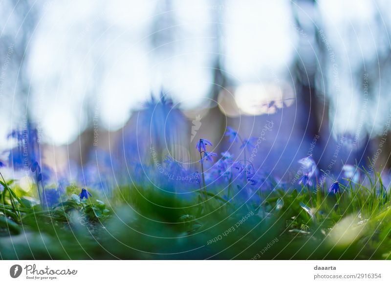 blaue Feder 3 Stil Freude Leben harmonisch Ausflug Abenteuer Freiheit Sightseeing Sommer Sommerurlaub Häusliches Leben Natur Landschaft Pflanze Frühling Klima