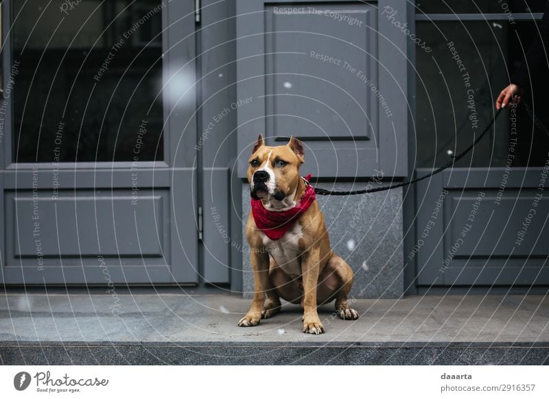 Schnee im Frühjahr - mit Hund 1 Lifestyle elegant Stil Freude Leben harmonisch Freizeit & Hobby Frühling Klimawandel Schönes Wetter Schneefall Stadt Mauer Wand