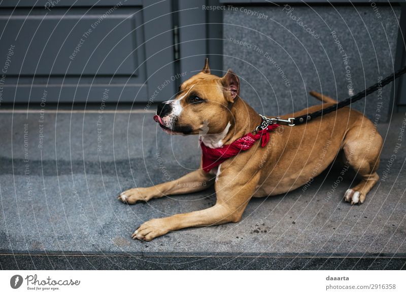 Schnee im Frühjahr - mit Hund 9 Lifestyle elegant Stil Freude Leben harmonisch Freizeit & Hobby Abenteuer Freiheit Klimawandel Schönes Wetter Mauer Wand Fassade