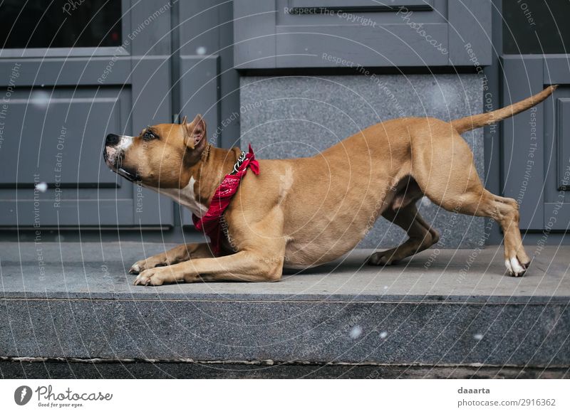 Schnee im Frühjahr - mit Hund 5 elegant Stil Freude Leben harmonisch Freizeit & Hobby Abenteuer Freiheit Haus Feste & Feiern Klimawandel Schönes Wetter