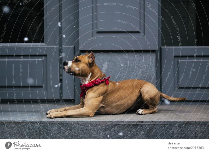 Schnee im Frühling - mit Hund 6 elegant Stil Freude Leben harmonisch Freizeit & Hobby Abenteuer Freiheit Tier Klimawandel Schönes Wetter Schneefall Mauer Wand