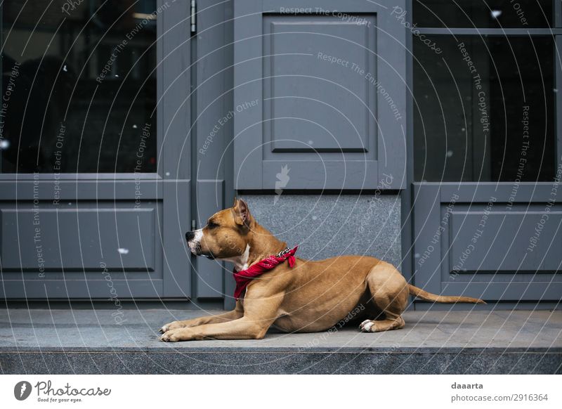 Schnee im Frühling - mit Hund 3 elegant Stil Freude Leben harmonisch Freizeit & Hobby Abenteuer Freiheit Haus Klimawandel Schönes Wetter Mauer Wand Fassade