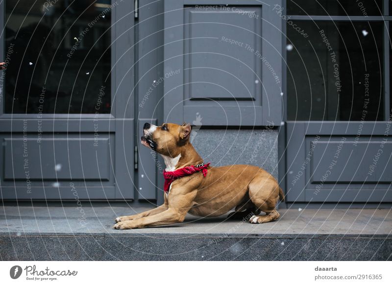 Schnee im Frühling - mit Hund 4 elegant Stil Freude Leben harmonisch Freizeit & Hobby Abenteuer Freiheit Haus Klimawandel Schönes Wetter Mauer Wand Fassade