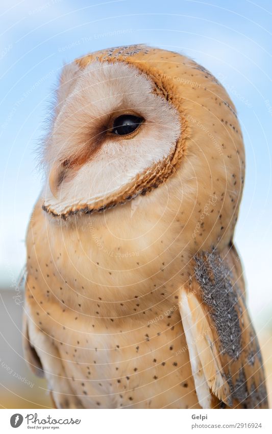 Porträt der weißen Eule schön Gesicht Natur Tier Wildtier Vogel Herz beobachten natürlich wild Waldohreule Tierwelt Raubtier Raptor alba Scheune gehockt Tyto